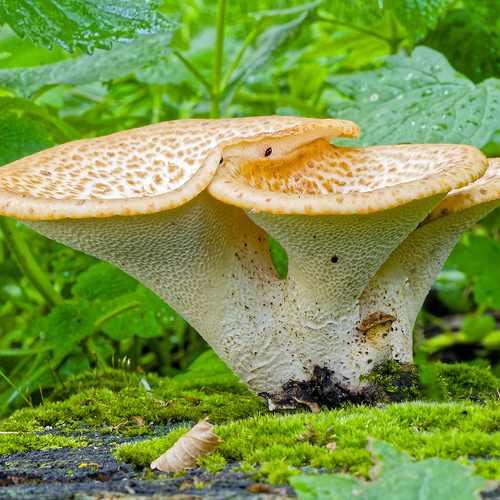 Cerioporus squamosus