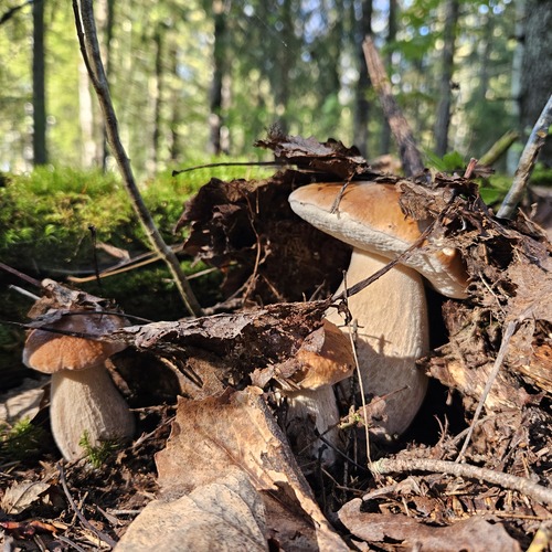 Photo #13925071