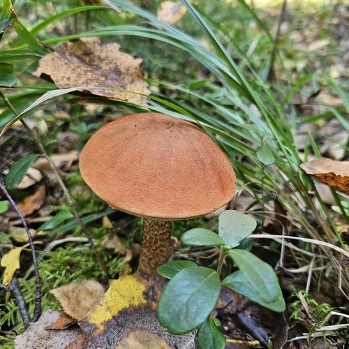 Photo #13925072