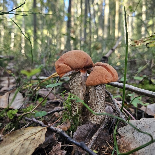 Photo #13925073