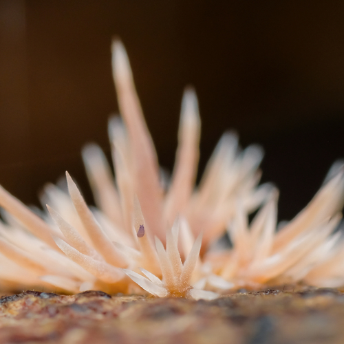 Photo #13925099
