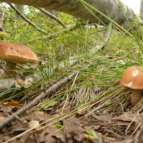 Photo #13925130