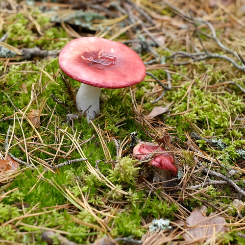 Photo #13925500