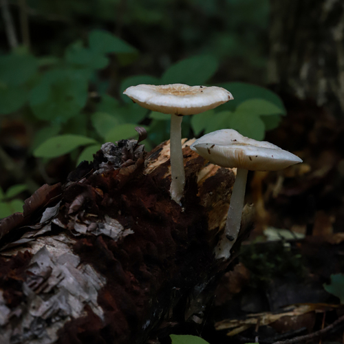 Photo #13925518