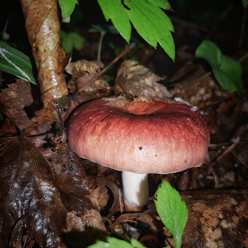 Photo #13925524