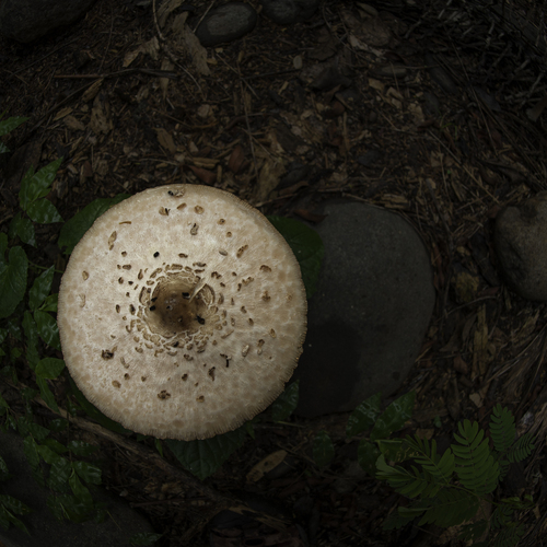 Parasol mushroom