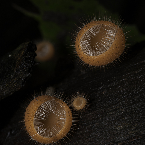 Hairy cup