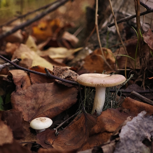 Photo #13925689
