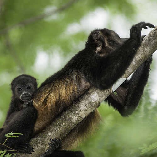Howler monkey.