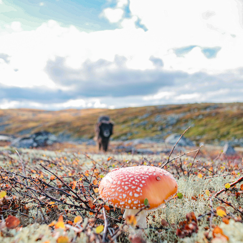 Photo #13925783