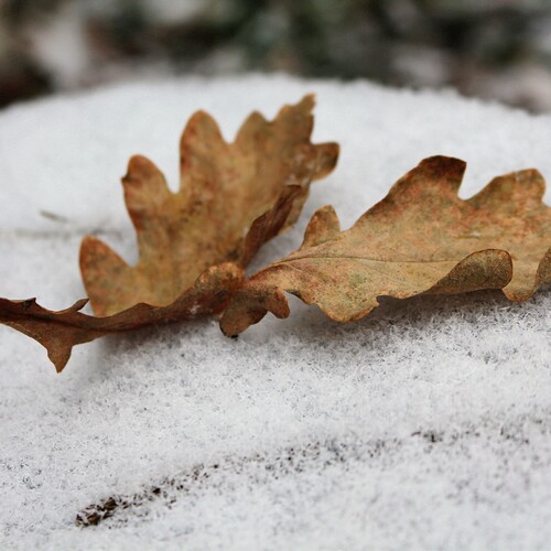 Photo #13926035