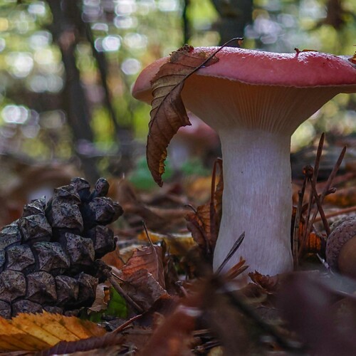 Russula & Friends.