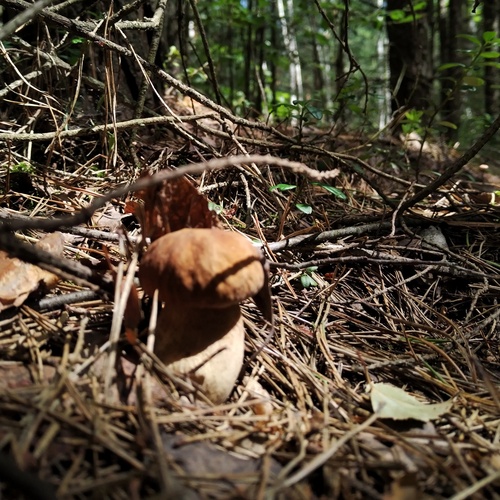 Photo #13926155