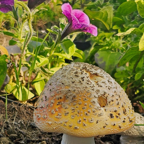 Камчатка