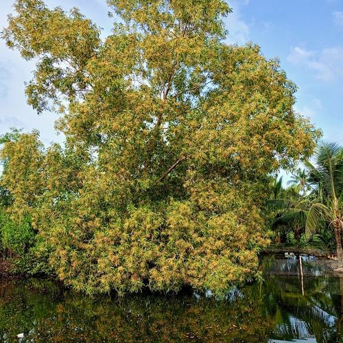 Mountain cajuput tree
