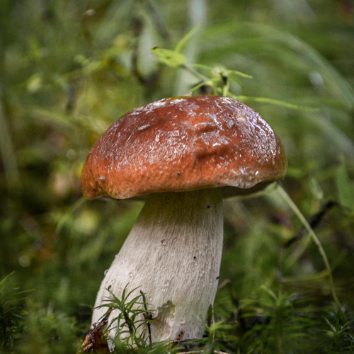 Photo #13926610
