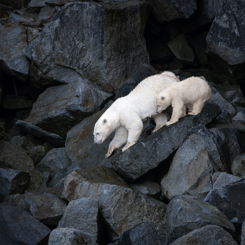 Photo #13926833