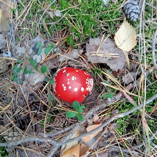 Photo #13927089