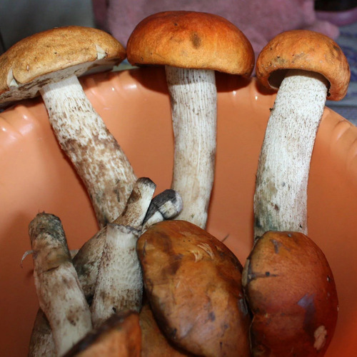Photo #13927108