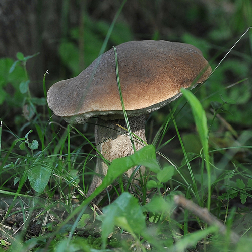 Photo #13927121