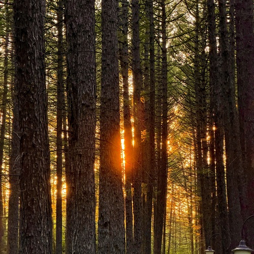 Золотой час в лиственничном парке/ Golden Hour in the Larch Park