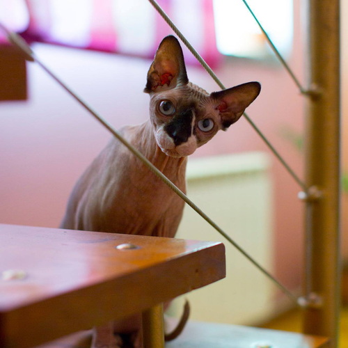 Photo #13927649