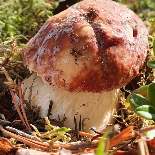 Photo #13927736