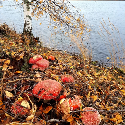 Photo #13927737
