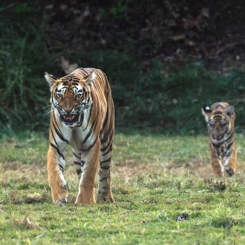 Fierce Protection: Junabai’s Warning