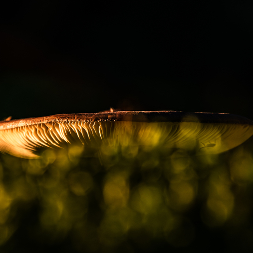 Photo #13927805