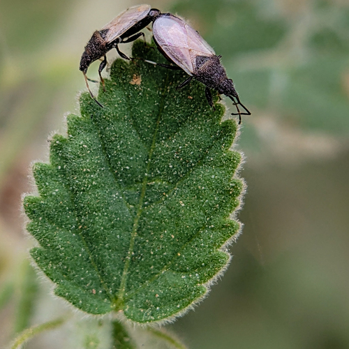 Macro-Duet