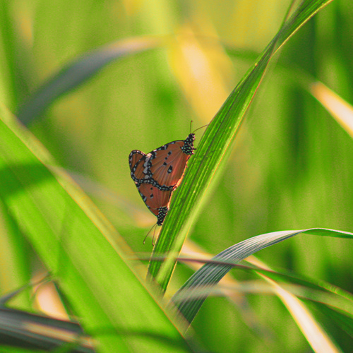 Photo #13928276