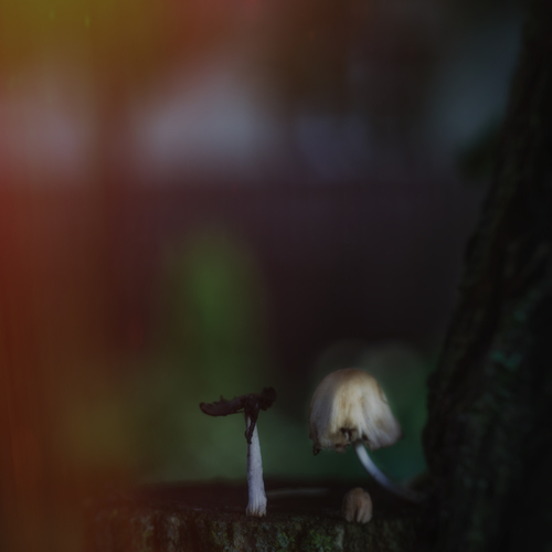 Photo #13928306