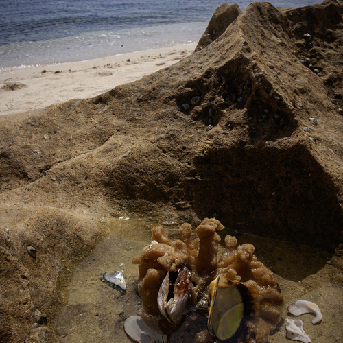 Tide’s Remains