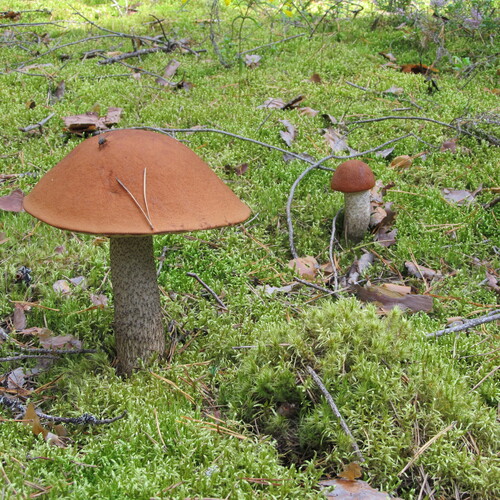 Photo #13928380