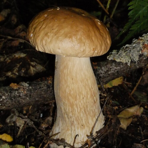 Король грибов
