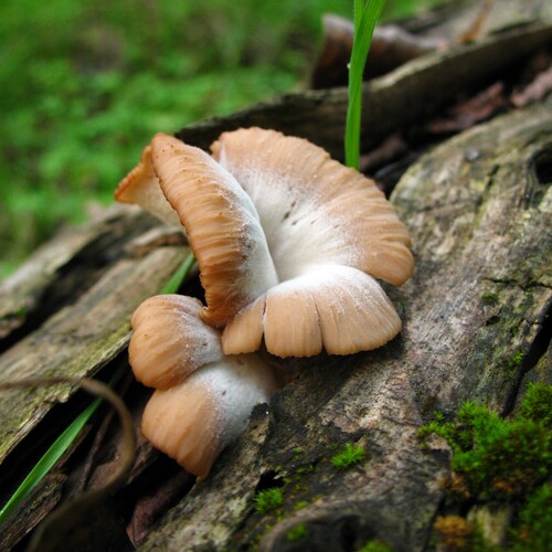 Photo #13929062