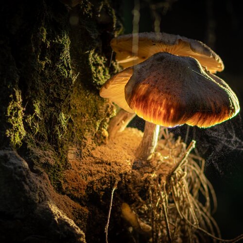 Photo #13929127