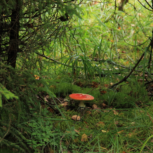 Photo #13929329