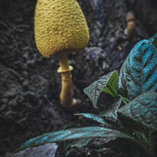Leucocoprinus birnbaumii