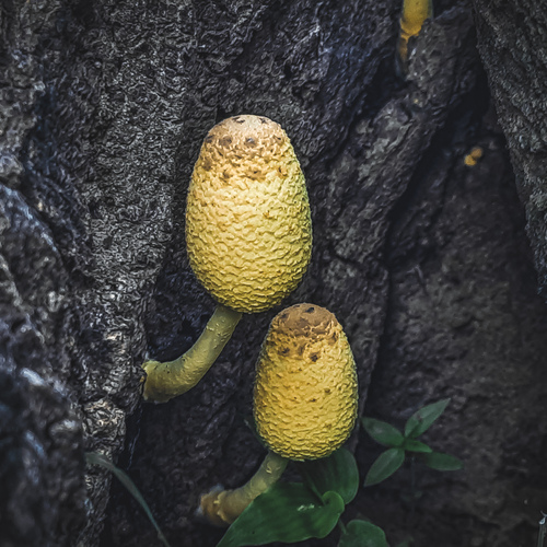 Leucocoprinus birnbaumii