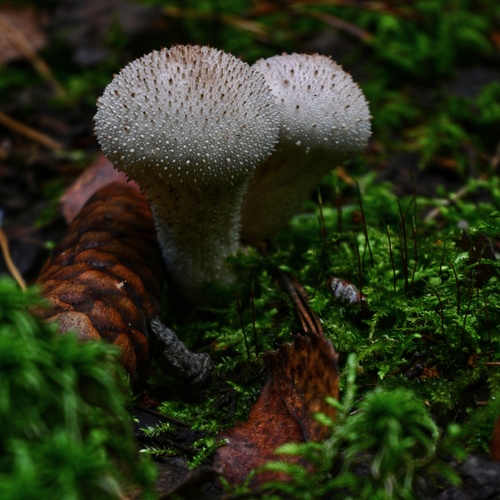 Photo #13929635