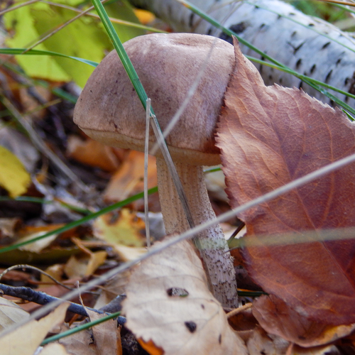 Photo #13929643