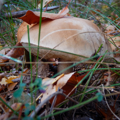 Photo #13929645