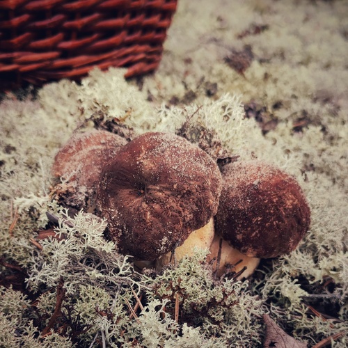Photo #13929701