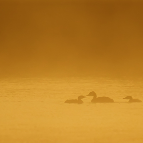 Photo #13929758