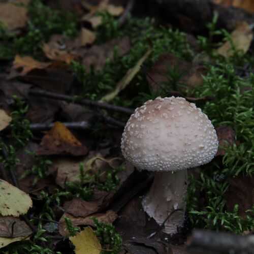 Photo #13929772