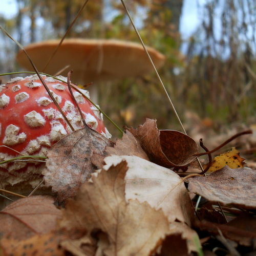 Photo #13929778
