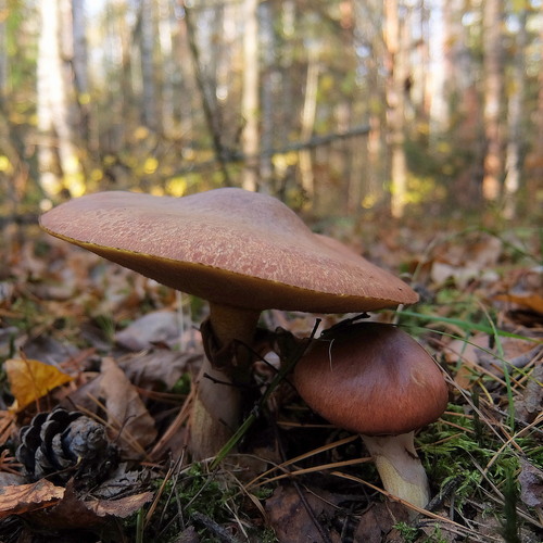 Photo #13929782