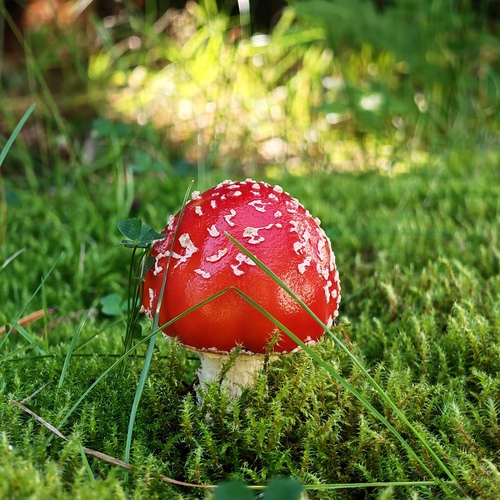 Photo #13929969